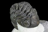 Detailed Austerops Trilobite - Excellent Specimen #108486-2
